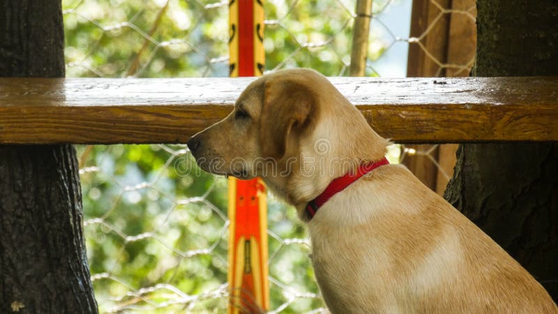 Golden Labrador Retriever Puppy Looking Sad And Sitting Stock Photo - Image of canine, golden ...