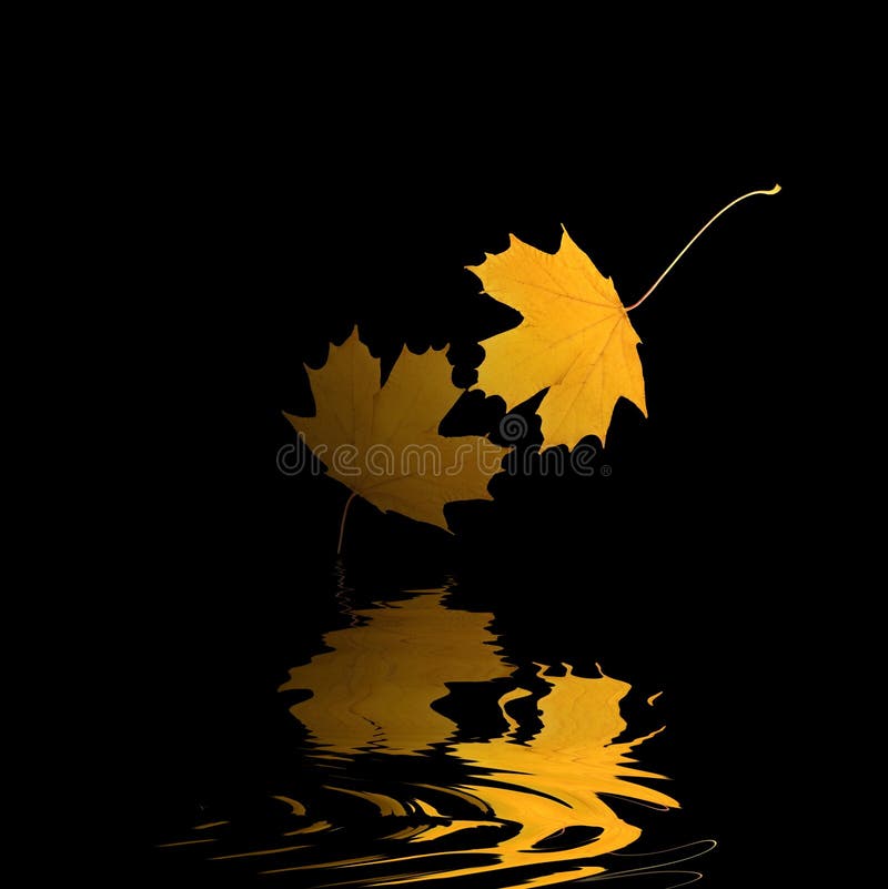 Golden Leaf Reflection