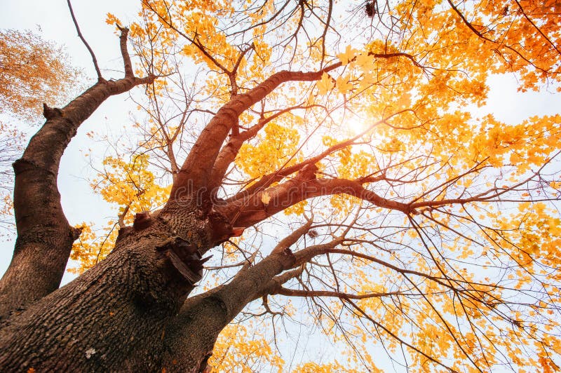 Golden leaves at autumn stock photo. Image of texture 66449130