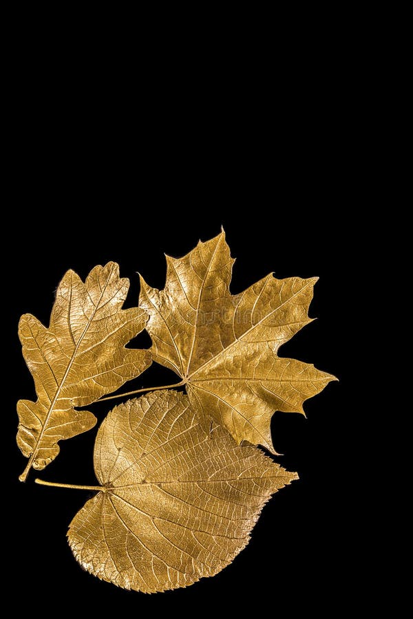 Golden leaves stock image. Image of linden, lime, beautiful 45995809
