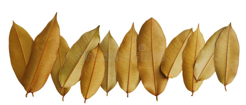 Golden leaves the underside of golden leaf tree star apple or cainito Chrysophyllum cainito a tropical tree leaves shine with a