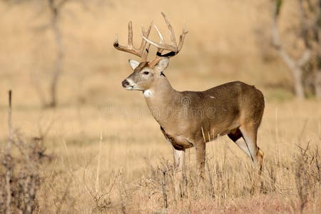 241 Whitetail Bucks Fighting Stock Photos - Free & Royalty-Free Stock ...