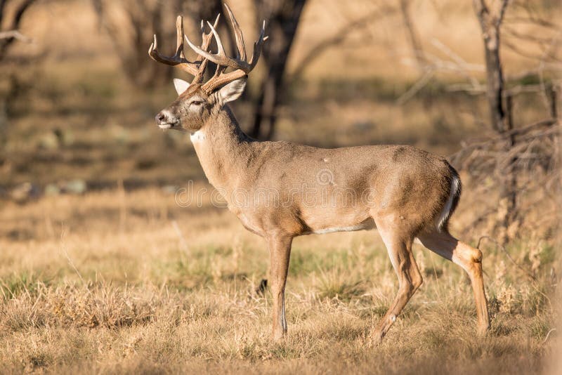 Golden light on a whitetail buck royalty free stock photography