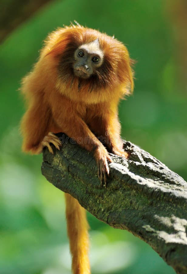 Golden Lion Tamarin Stock Photo Image Of Monkey Wildlife