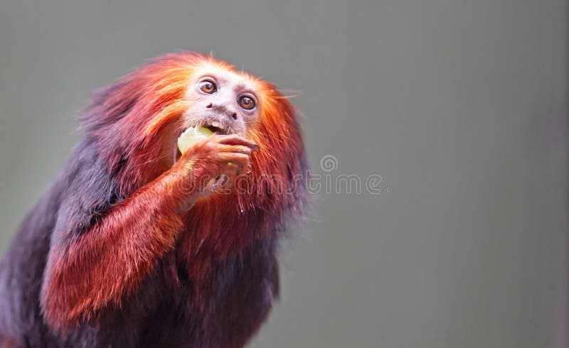 Golden Lion Tamarin / Golden Marmoset - Red Monkey Stock Image - Image of carnivore, tamarin: 185123705 Golden Lion Tamarin / Golden Marmoset - Red Monkey Stock Image - Image of carnivore, tamarin: 185123705