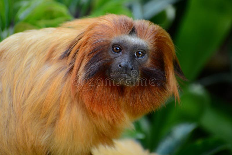 Portrait of a Golden Lion Tamarin Leontopithecus Rosalia. it Has Become One of the World’s Most Endangered Animals Stock Photo - Image of habitat, amazon: 158991490 Portrait of a Golden Lion Tamarin Leontopithecus Rosalia. it Has Become One of the World’s Most Endangered Animals Stock Photo - Image of habitat, amazon: 158991490