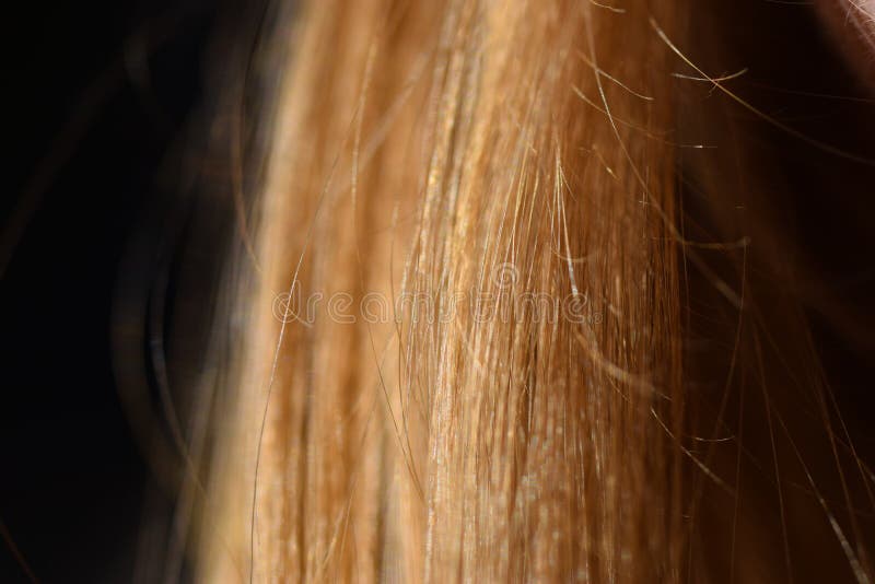 Golden Locks royalty free stock photos Golden Locks royalty free stock photos
