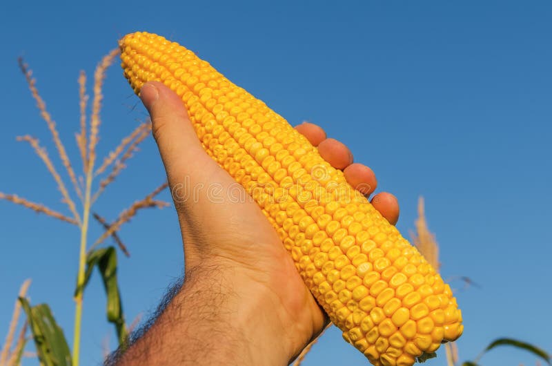 Golden maize in farmers hand
