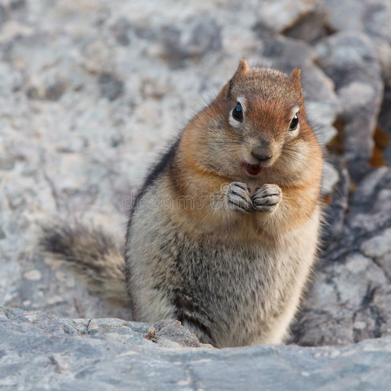 Golden-mantled ground squirrel, spermophilus lateralis, Banff National Park, Alberta, Canada