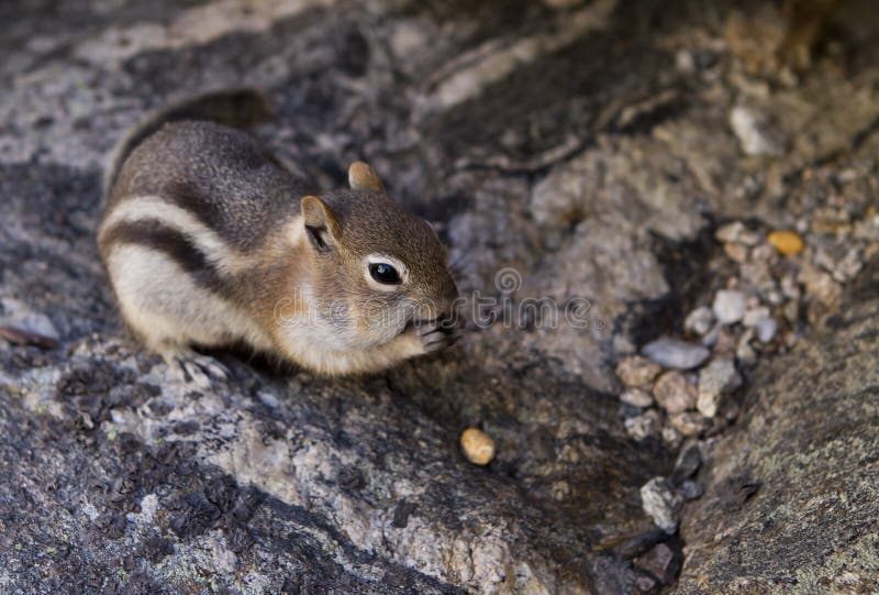 A Golden-Mantled Ground Squirrel eating a peanut. Spermophilus lateralis