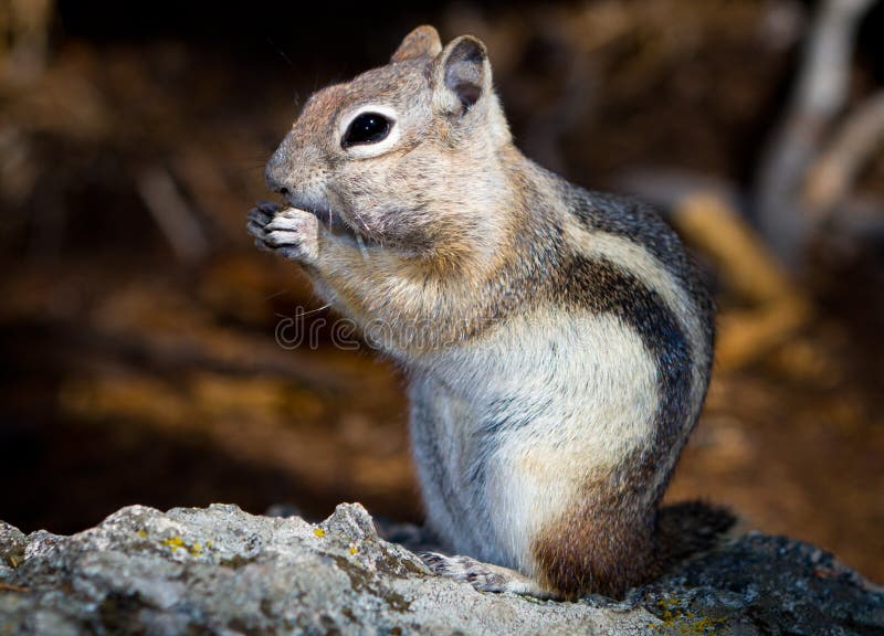 A well fed Golden Mantled Ground Squirrel (Chipmunk) munching on a nut at Cub Lake in Rocky Mountain National Par