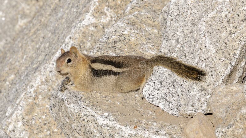 Golden-mantled Ground Squirrel, Adult, Nevada County, California, USA. Golden-mantled Ground Squirrel, Adult, Nevada County, California, USA