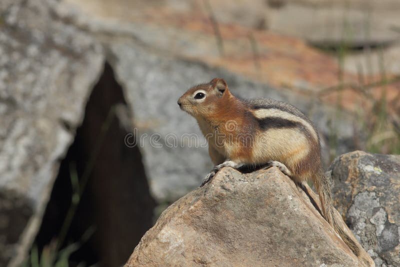 Golden-mantled Ground Squirrel (Callospermophilus lateralis) perched on a rock - Banff National Park, Canada. Golden-mantled Ground Squirrel (Callospermophilus lateralis) perched on a rock - Banff National Park, Canada