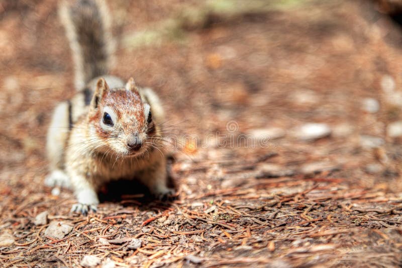 Golden Mantled ground squirrel at Banff National Park with copy space. The ground squirrel is a common sighting in the Canadian Rockies. Golden Mantled ground squirrel at Banff National Park with copy space. The ground squirrel is a common sighting in the Canadian Rockies