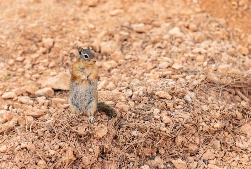 Golden mantled ground squirrel Callospermophilus lateralis, Bryce Canyon national park, Utah, USA. Golden mantled ground squirrel Callospermophilus lateralis, Bryce Canyon national park, Utah, USA.