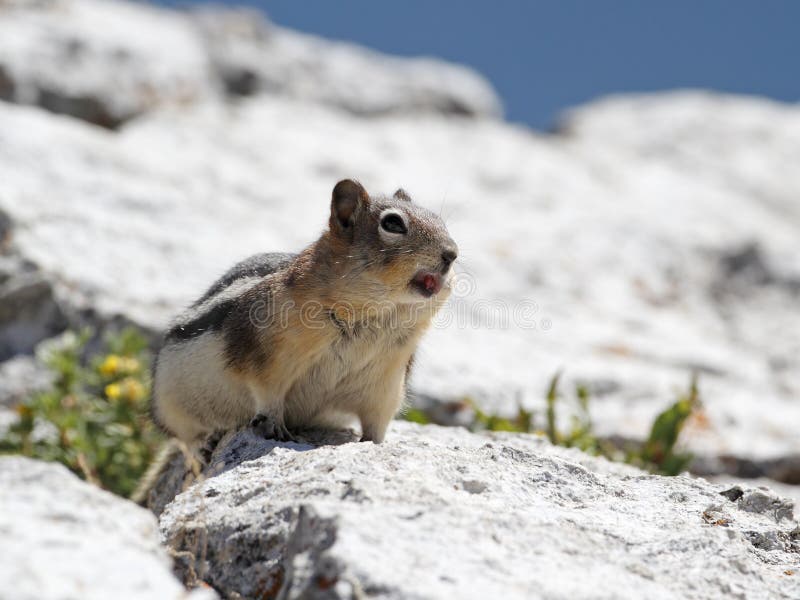 Golden-mantled Ground Squirrel (Callospermophilus lateralis) Calling to Establish its Territory - Jasper National Park, Alberta, Canada. Golden-mantled Ground Squirrel (Callospermophilus lateralis) Calling to Establish its Territory - Jasper National Park, Alberta, Canada