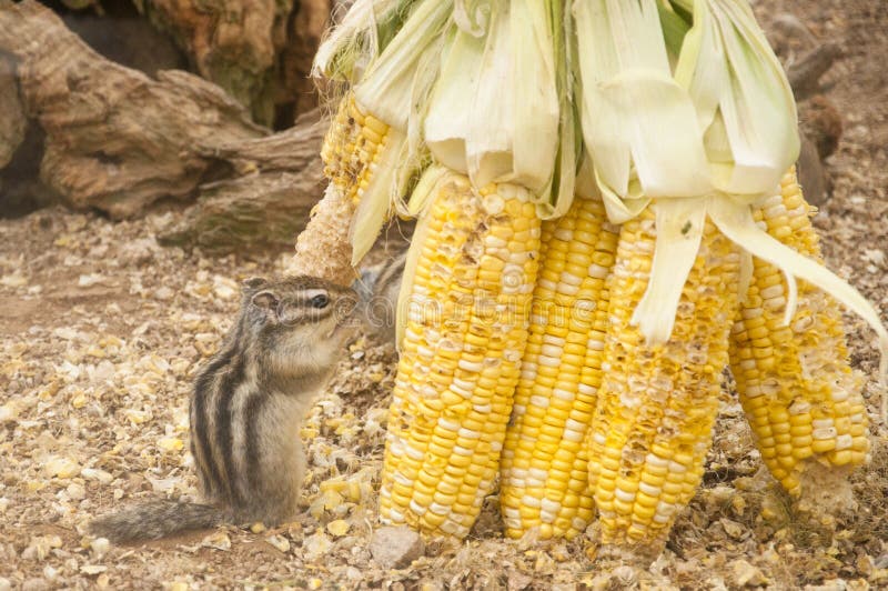 The Golden Mantled Ground Squirrel (Callospermophilus Lateralis)