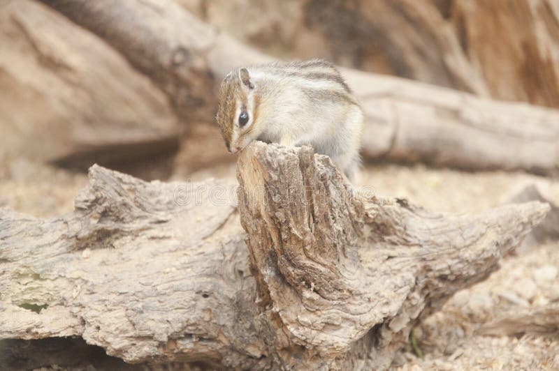 The Golden Mantled Ground Squirrel (Callospermophilus Lateralis)