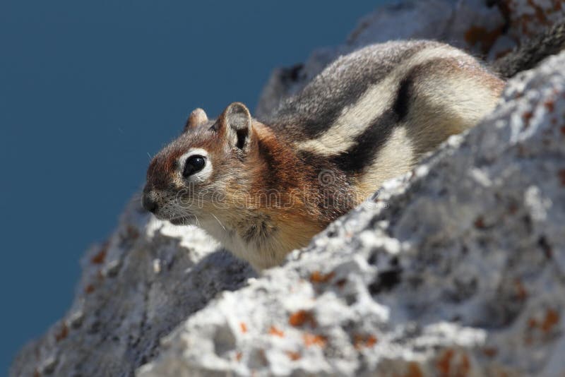 Golden-mantled Ground Squirrel (Callospermophilus lateralis) - Waterton Lakes National Park, Alberta