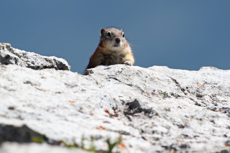 Golden-mantled Ground Squirrel (Callospermophilus lateralis) - Waterton Lakes National Park, Alberta, Canada