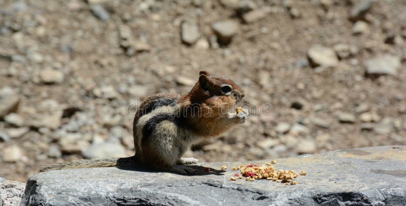 Bright closeup of a golden mantled ground squirrel feeding itself while sitting atop a large rock. Bright closeup of a golden mantled ground squirrel feeding itself while sitting atop a large rock.