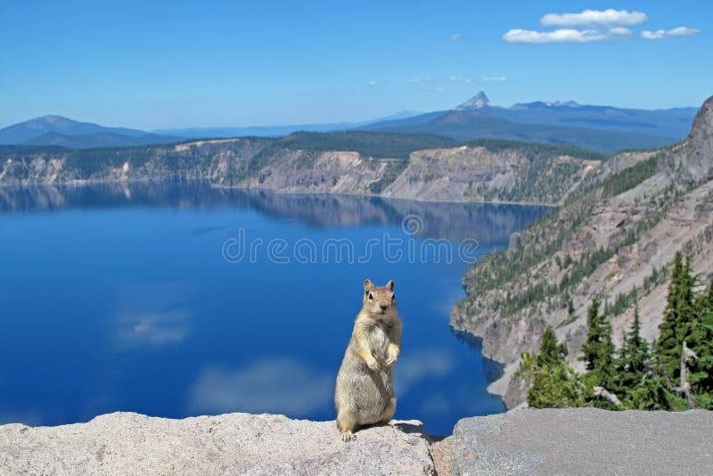 Golden mantled ground squirrel or Chipmunk posing in Crater Lake National Park, Oregon, USA