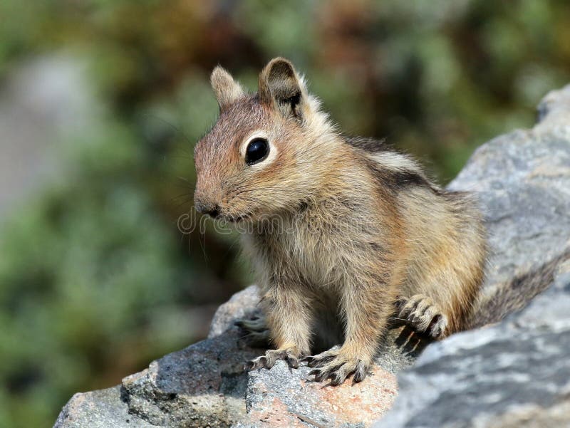 A Cascade Golden-mantled Ground Squirrel on a boulder. A Cascade Golden-mantled Ground Squirrel on a boulder