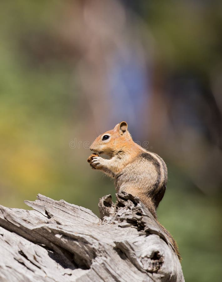 Golden-mantled Ground Squirrel