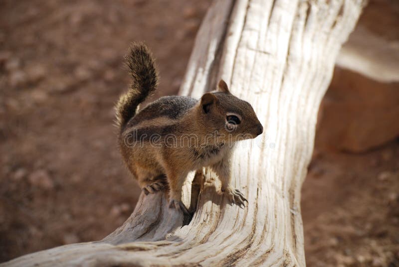 Golden-mantled Ground Squirrel on a fallen tree trunk, nature wildlife