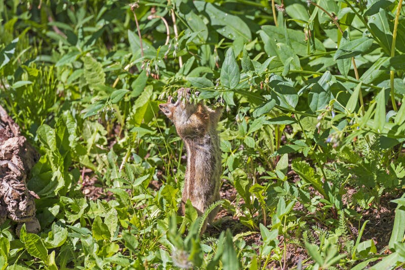 A Golden Mantled Ground Squirrel Feeding on Flowers in Cedar Breaks National Monument in Utah