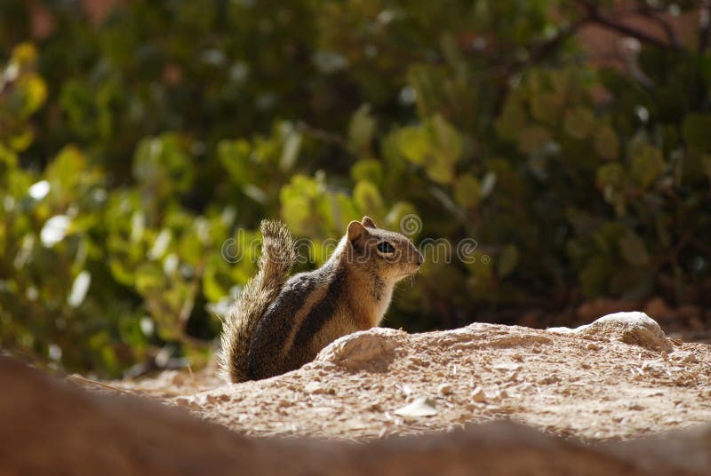 Cute Golden-mantled Ground Squirrel in the forest, nature wildlife