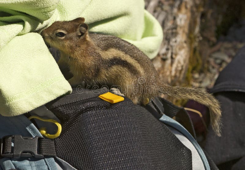 Golden-Mantled Ground Squirrel in Glacier National Park, Montana.