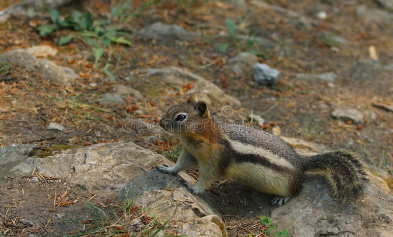 A Golden-mantled Ground Squirrel Callospermophilus lateralis foraging on the ground in Banff National Park, Alberta, Canada