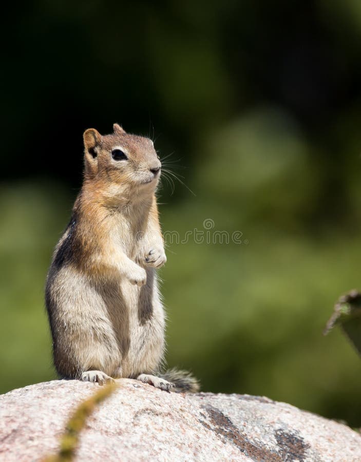 A golden mantled ground squirrel looks for food.