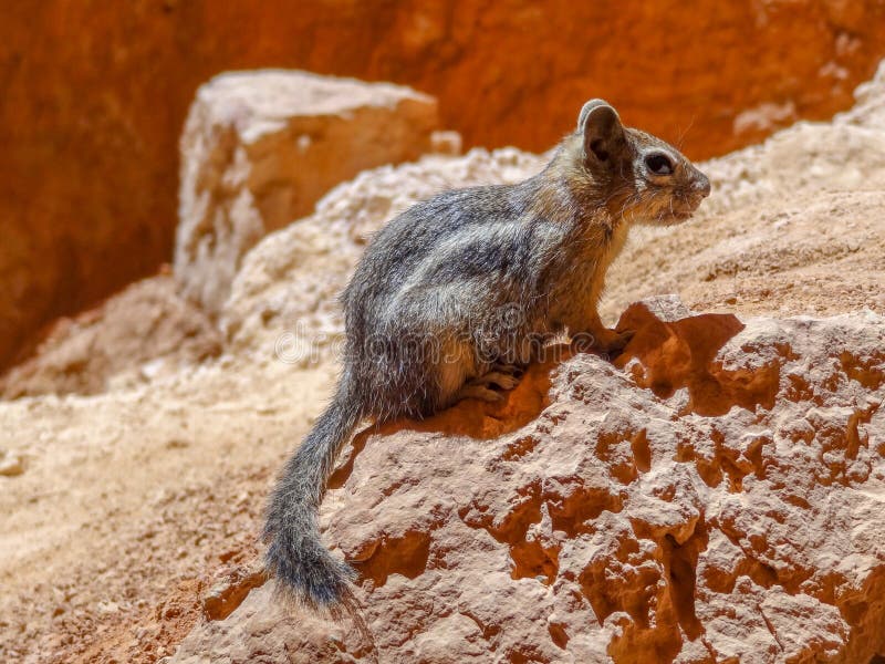 Golden-mantled ground squirrel seen at the Bryce Canyon National Park located in Utah in USA