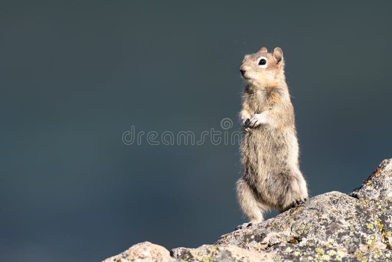 Golden-mantled Ground Squirrel Jasper National Park