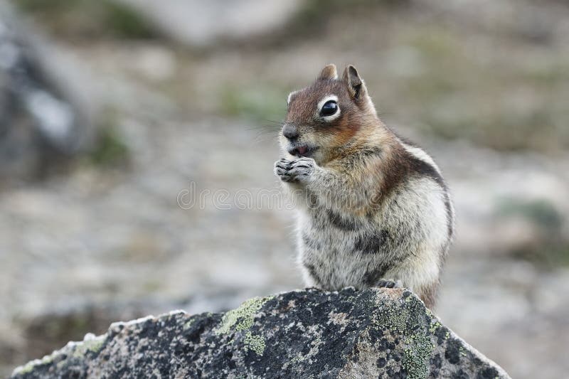 A Golden-mantled Ground Squirrel (Callospermophilus lateralis) nibbles on some plants while perched on a rock - Jasper National Park, Alberta, Canada. A Golden-mantled Ground Squirrel (Callospermophilus lateralis) nibbles on some plants while perched on a rock - Jasper National Park, Alberta, Canada