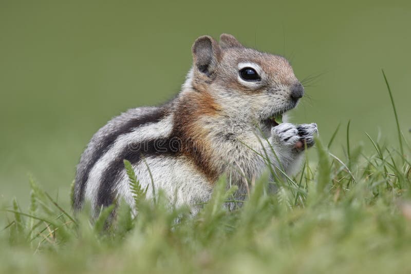 Golden-mantled Ground Squirrel (Callospermophilus lateralis) eating leaves - Jasper National Park, Alberta, Canada. Golden-mantled Ground Squirrel (Callospermophilus lateralis) eating leaves - Jasper National Park, Alberta, Canada