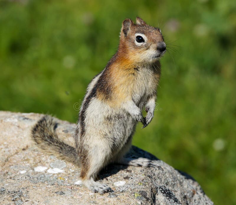 Golden-mantled Ground Squirrel, Maligne Valley, Jasper National Park, AB, Canada. Golden-mantled Ground Squirrel, Maligne Valley, Jasper National Park, AB, Canada