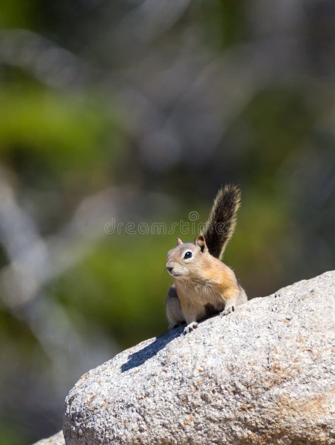 A golden mantled ground squirrel looks for food.