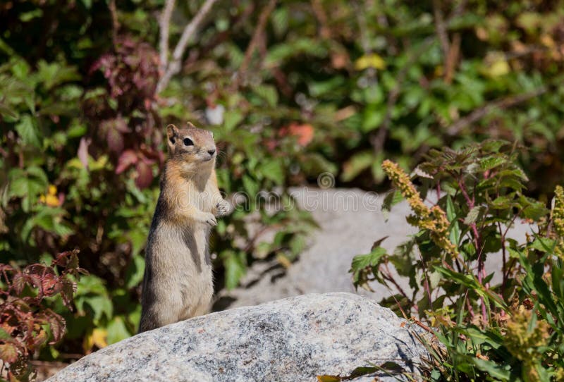 A golden mantled ground squirrel looks for food.