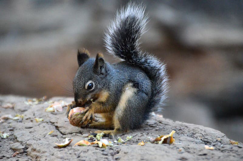 A golden-mantled ground squirrel nibbles on a nut in Yosemite National Park, California, USA.