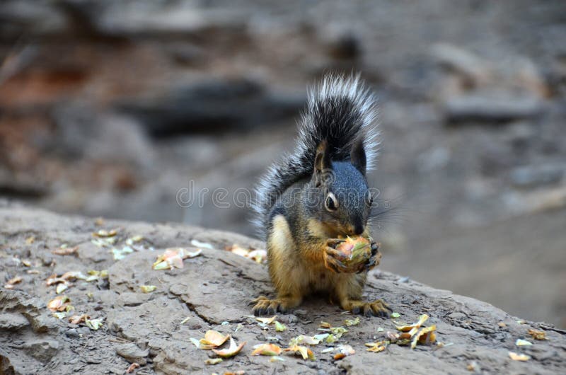 A golden-mantled ground squirrel nibbles on a nut in Yosemite National Park, California, USA.