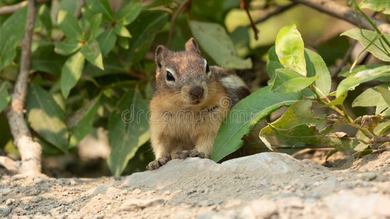 A Golden Mantled Ground Squirrel peeks out from between the leaves of low growing native alpine plants in Glacier National Park Montana. A Golden Mantled Ground Squirrel peeks out from between the leaves of low growing native alpine plants in Glacier National Park Montana.