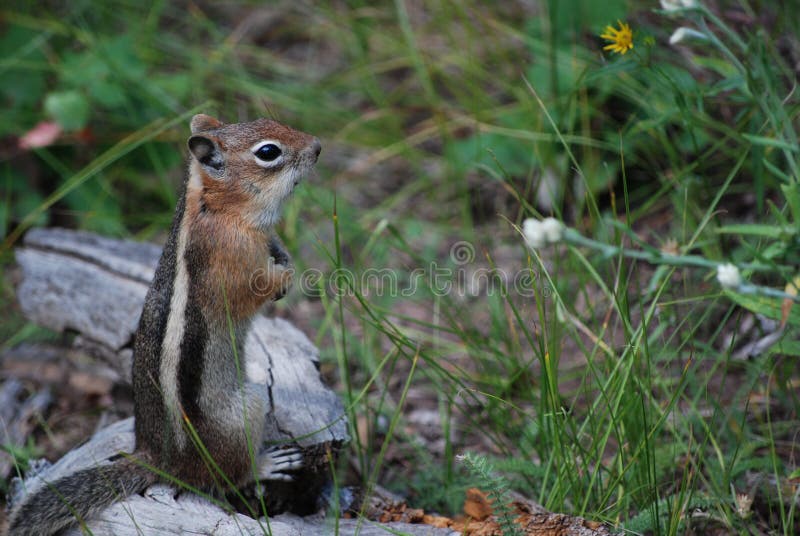 Golden Mantled Ground Squirrel perched upon a rock in the mountains of Colorado.