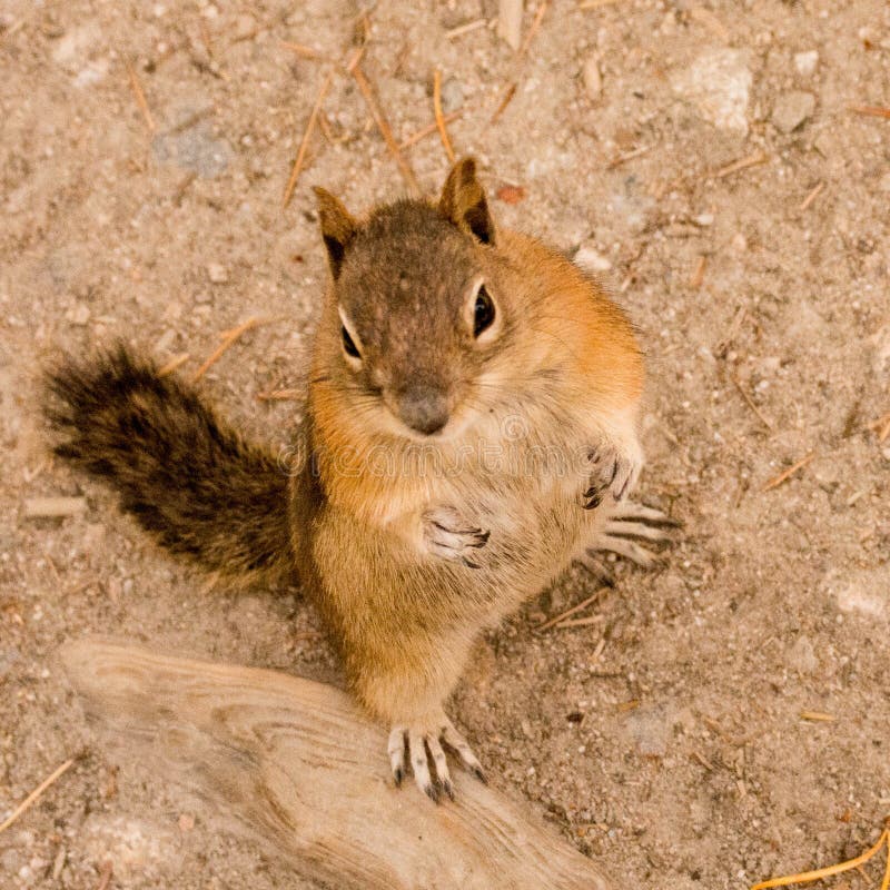 A Golden Mantled Ground Squirrel poses near Alberta Falls in the Rocky Mountains National Park.