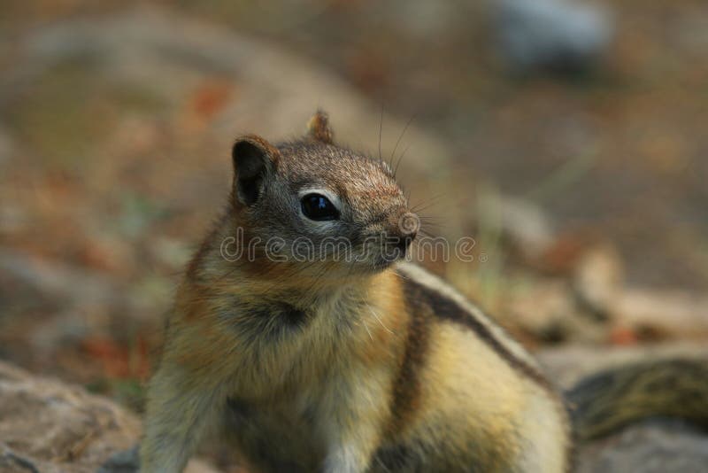 A Golden-mantled Ground Squirrel Callospermophilus lateralis foraging on the ground in Banff National Park, Alberta, Canada. A Golden-mantled Ground Squirrel Callospermophilus lateralis foraging on the ground in Banff National Park, Alberta, Canada