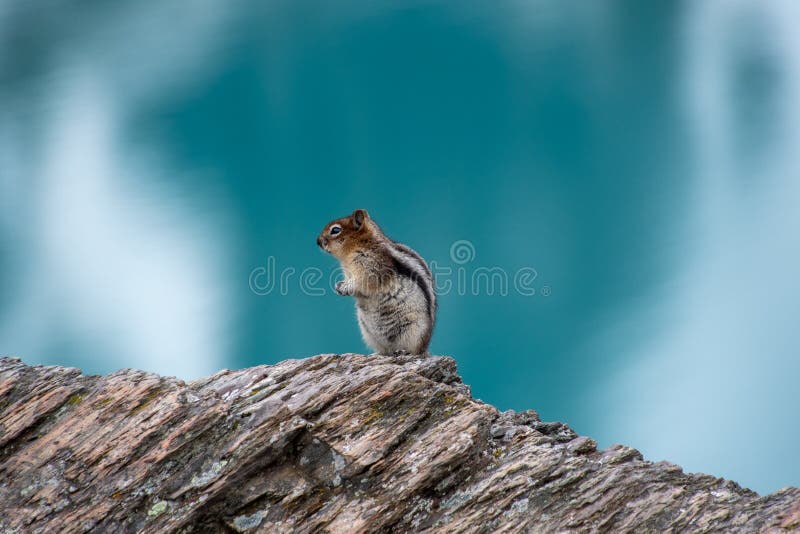 A golden-mantled ground squirrel resting on a rock with the beautiful blue colour of lake Morraine in the background.  Banff National Park,  AB Canada