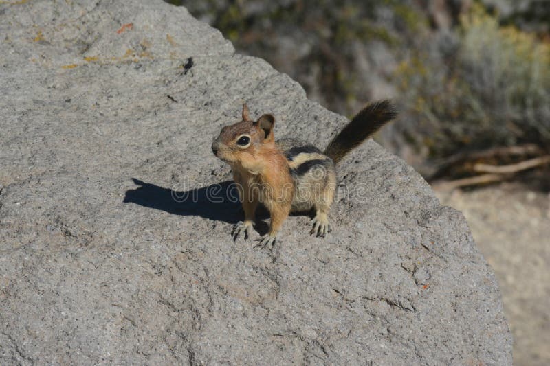 Summer closeup of a golden-mantled ground squirrel sitting upon a large rock, at Crater Lake National Park in Oregon. Summer closeup of a golden-mantled ground squirrel sitting upon a large rock, at Crater Lake National Park in Oregon.