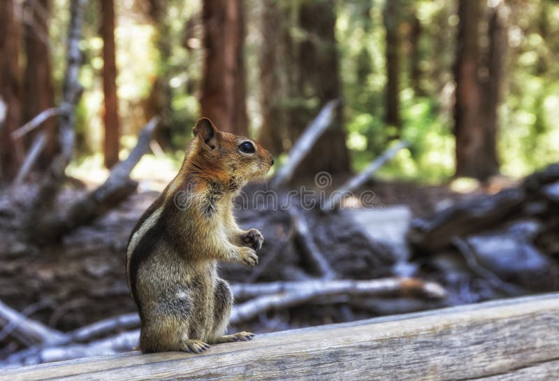 The golden-mantled ground squirrel (Spermophilus lateralis) is often confused with a chipmunk, but is somewhat larger. Native to most forested areas of North America, it is one of the most appealing creatures due to its gregarious nature and sheer cuteness. Picture was taken in Sequoia National Forest. The golden-mantled ground squirrel (Spermophilus lateralis) is often confused with a chipmunk, but is somewhat larger. Native to most forested areas of North America, it is one of the most appealing creatures due to its gregarious nature and sheer cuteness. Picture was taken in Sequoia National Forest